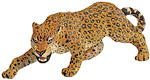 Leopard.jpg
