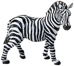 Zebra.jpg