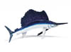 sailfish.jpg